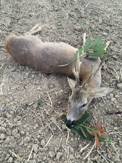 Jedno krásne popoludnie