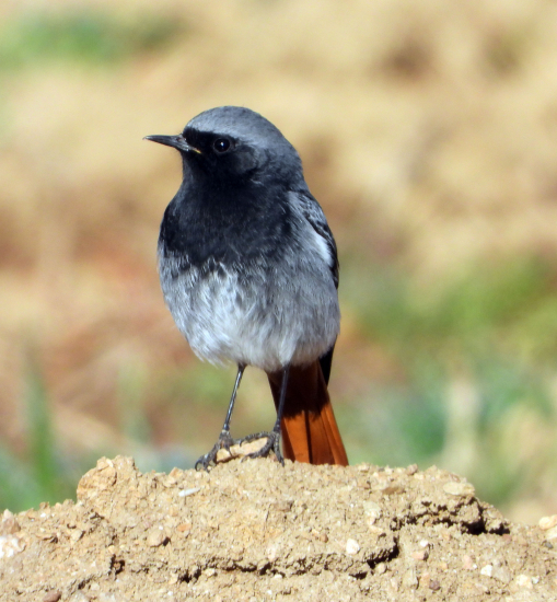 žltochvost domový - phoenicurus ochruros