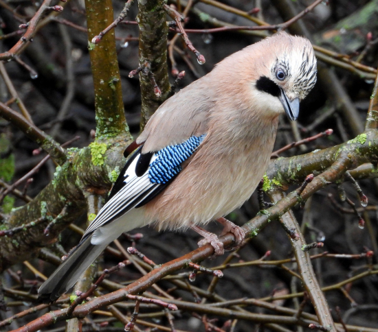 zmoknutá bonzáčka :)