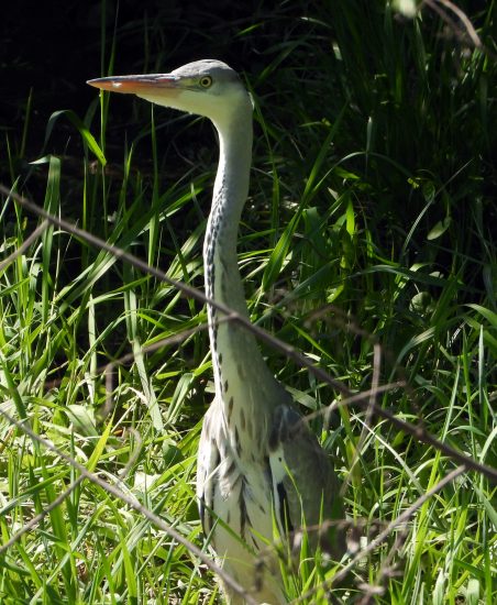 volavka popolavá - ardea cinerea