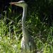 volavka popolavá - ardea cinerea