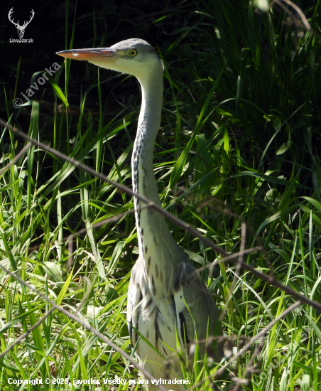 volavka popolavá - ardea cinerea
