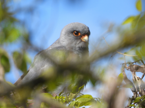 sokol kobcovitý - falco vespertinus
