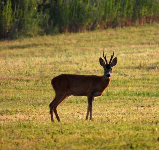dnes ráno na pokosenej lúke