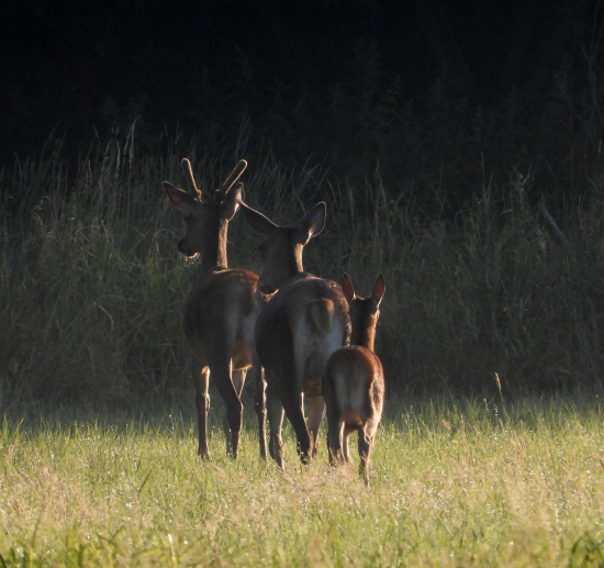 v rade, pekne podľa veľkosti.... :)