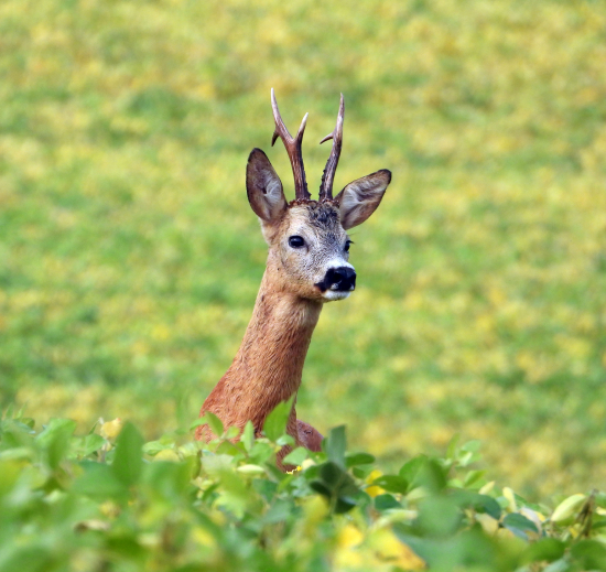 ešte sa dal oklamať :)