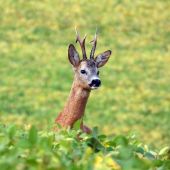 ešte sa dal oklamať :)