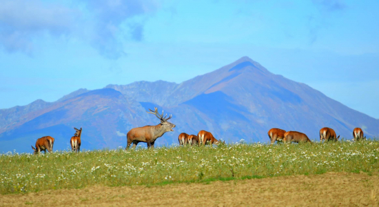 Ruja pod Západnými Tatrami