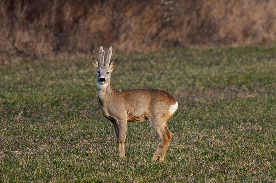 Srnec v lyku - raritka