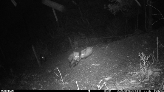 Nahánačky diviakov