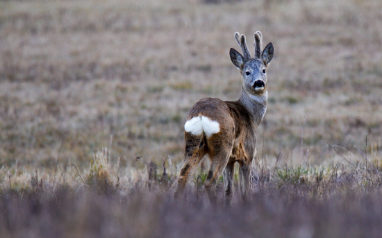 Napózoval - srnec v lyku