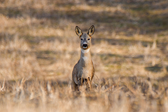 Srna lesná