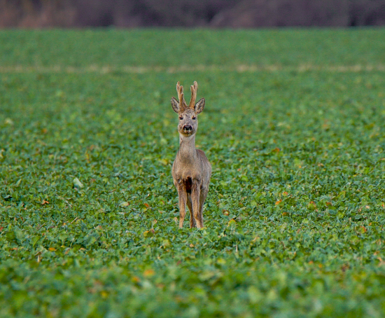 Zaujímavá rarita srnca