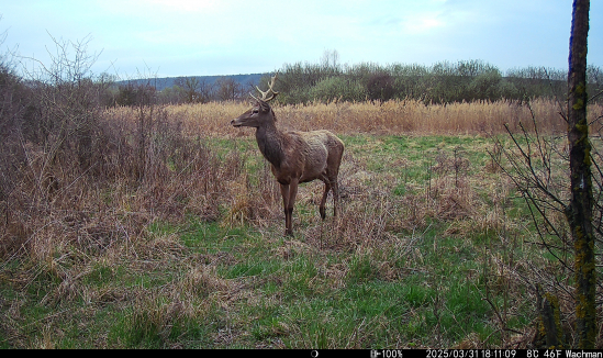 Jeleň so zlomeným parohom