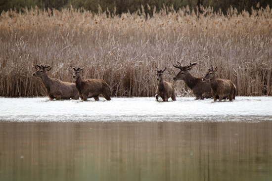 Rastie to ako z vody