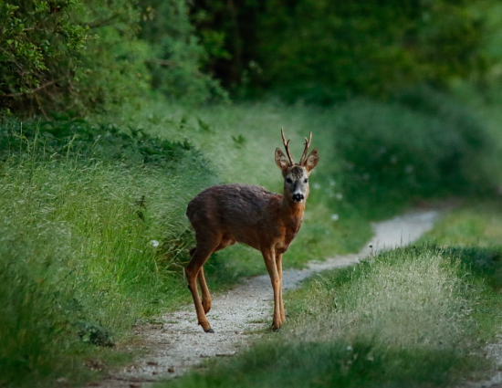 Srnec lesný