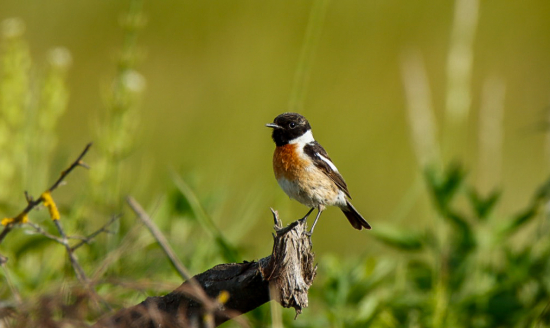 Pŕhľaviar čiernohlavý