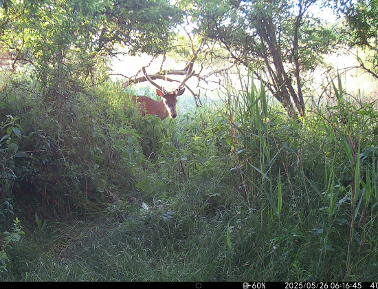 Jeleň medzi konármi