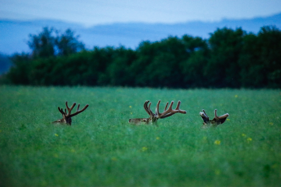 V repke samé konáre