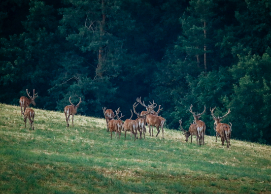 Pred východom slnka