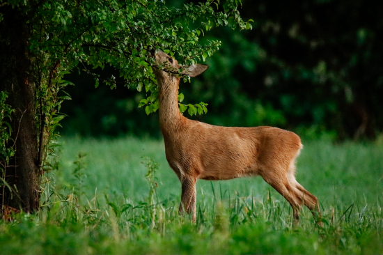 Srna, skoro ako žirafa