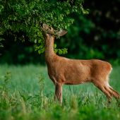 Srna, skoro ako žirafa