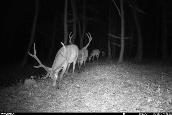 Králi prichádzajú