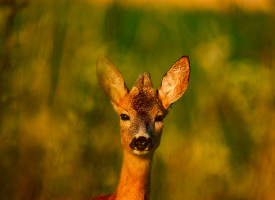 V prvých ranných lúčoch