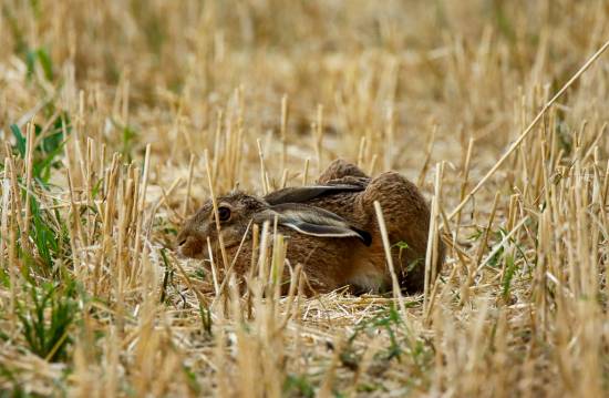 Maskovanie na strnisku
