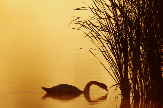 V prvých ranných lúčoch