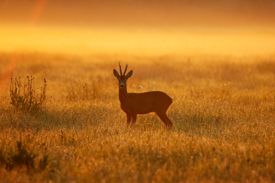 Čarovný východ slnka