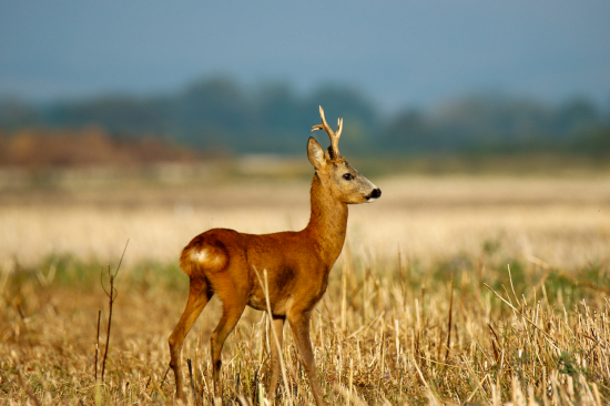 Slušne nasadil mladík
