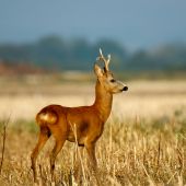 Slušne nasadil mladík