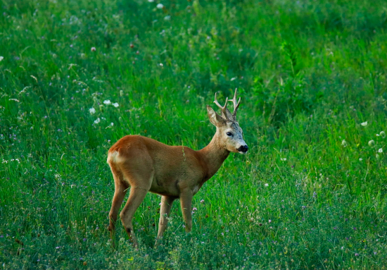 Ukazujú sa aj po ruji