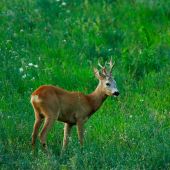Ukazujú sa aj po ruji