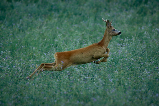 Srnec v behu
