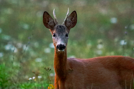 Mladík po zotmení slnka