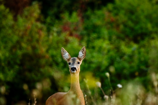 Srna lesná