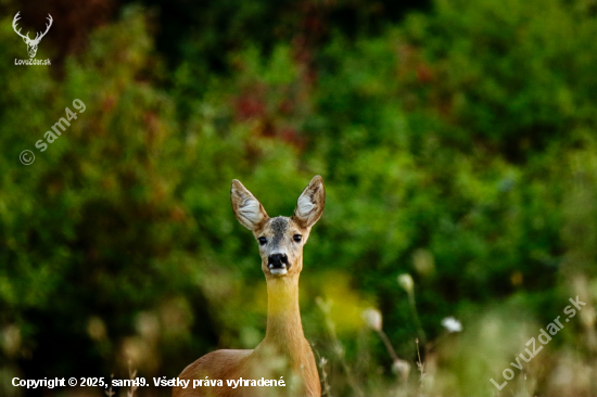 Srna lesná