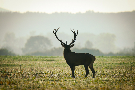 Najkrajší moment z ruje 2025