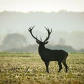 Najkrajší moment z ruje 2025