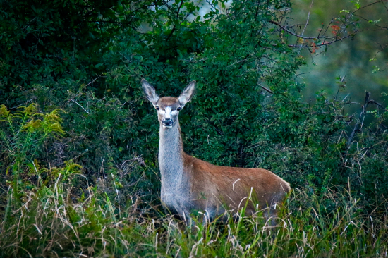 Netypické sfarbenie hlavy