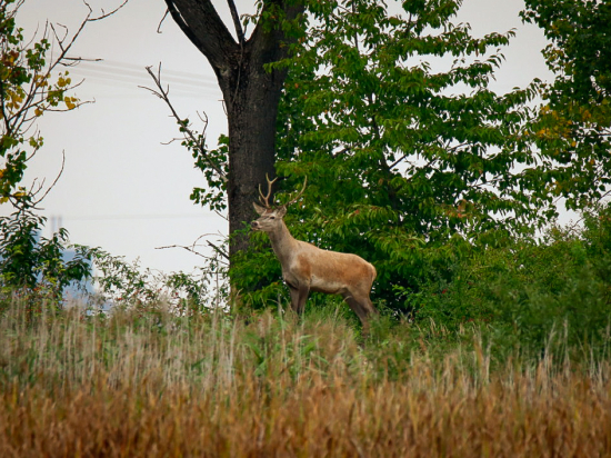 Vyšiel na kopček ako model