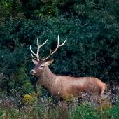 Vidlak na konci ruje