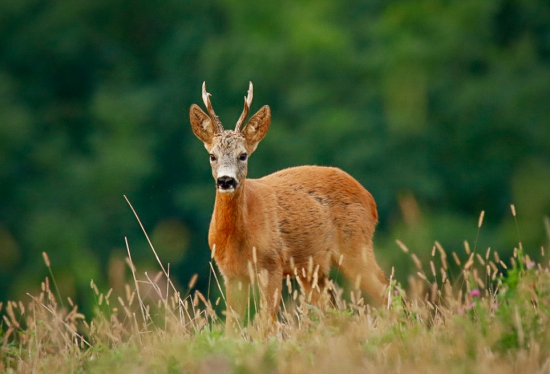 Októbrový ranný srnec