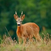 Októbrový ranný srnec