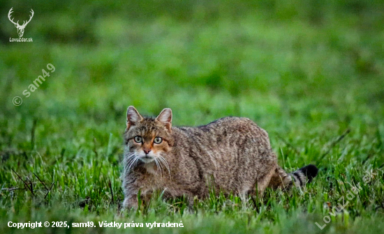 Mačka divá