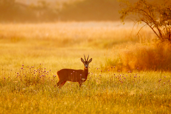 Srnec pri východe slnka