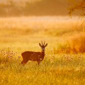 Srnec pri východe slnka