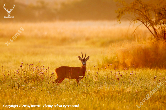 Srnec pri východe slnka
